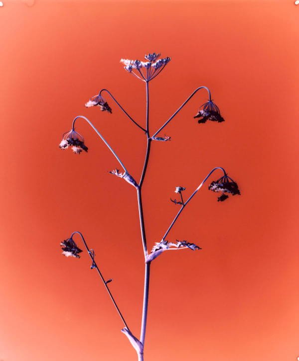 Hogweed