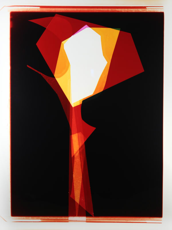 Liz Nielsen, Cobra Plant, 2015