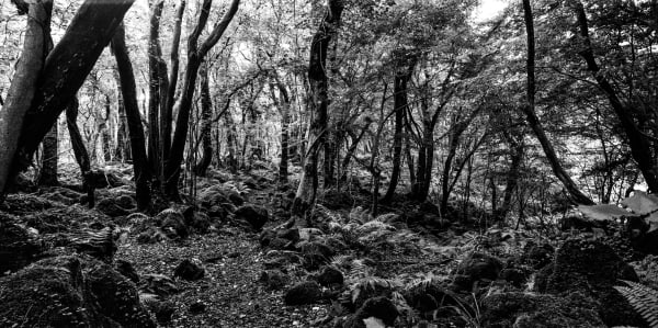 Gotjawal Spring, Jeju Island, Korea