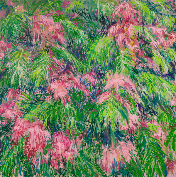Silk Tree