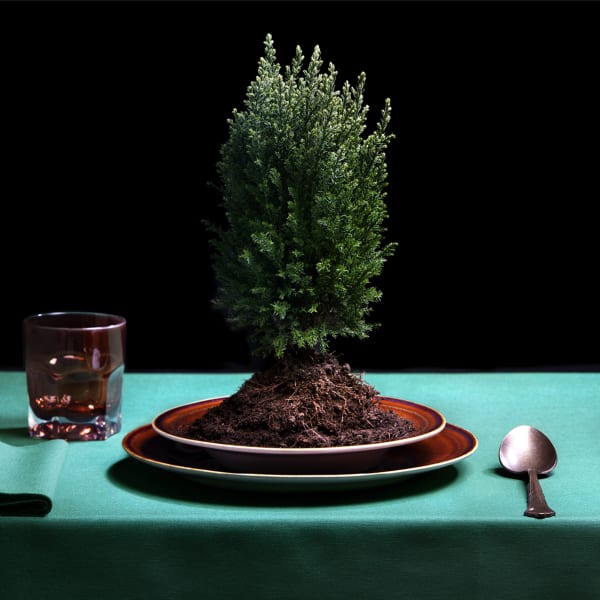 No. 4 (Planted Tree)