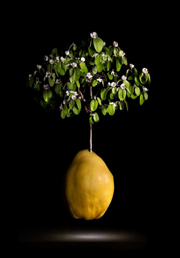 La flor de membrillo