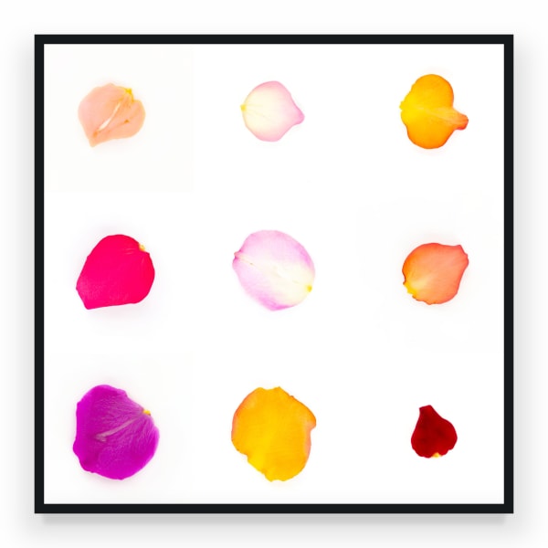 Sarah Meyohas, Infinite Petals (1,350 Petals starting from Numeric Seed #208219), 2023