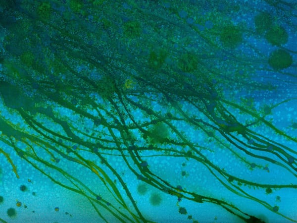 Thiago Rocha Pitta, seascape with cyanobacteria bloom, 2017