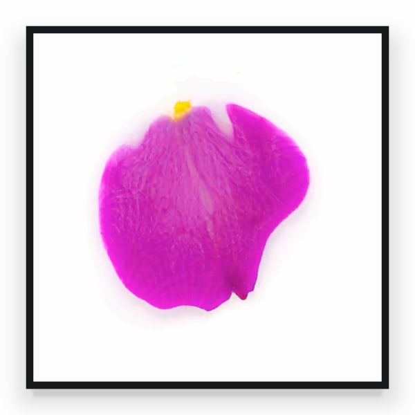 Sarah Meyohas, Infinite Petals (25 Petals starting from Numeric Seed #148070), 2023