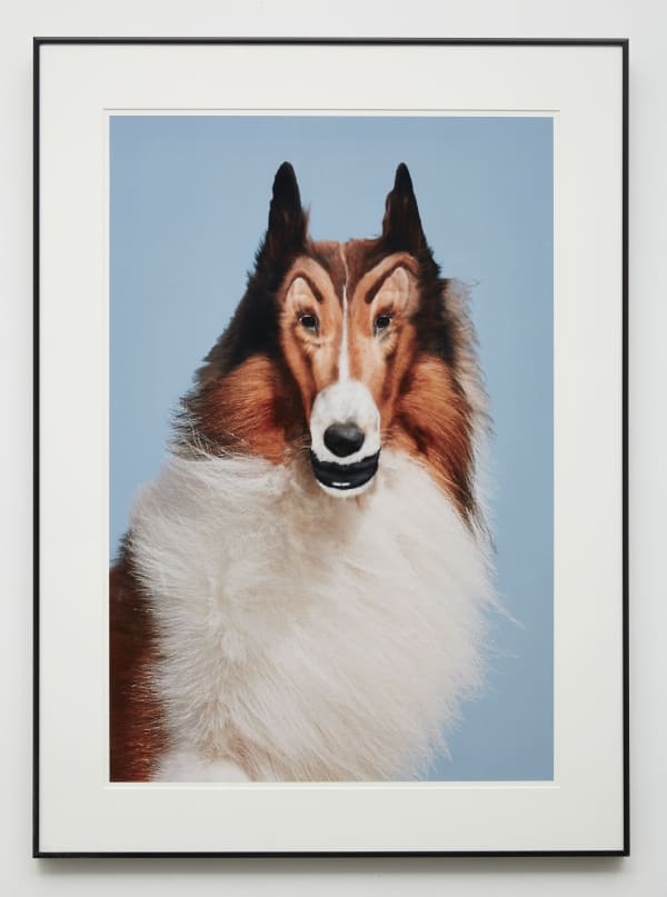 John Waters, Reconstructed Lassie, 2012