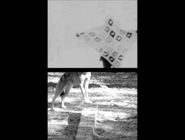 Allison Janae Hamilton, Red Wolf, 2018