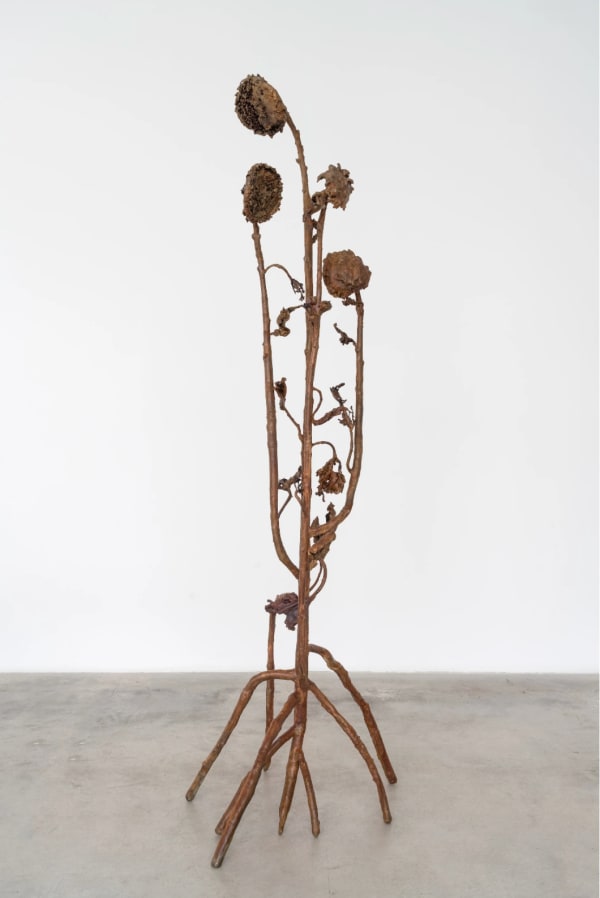 Alicja Biala, Hyperaccumulator VII, 2025