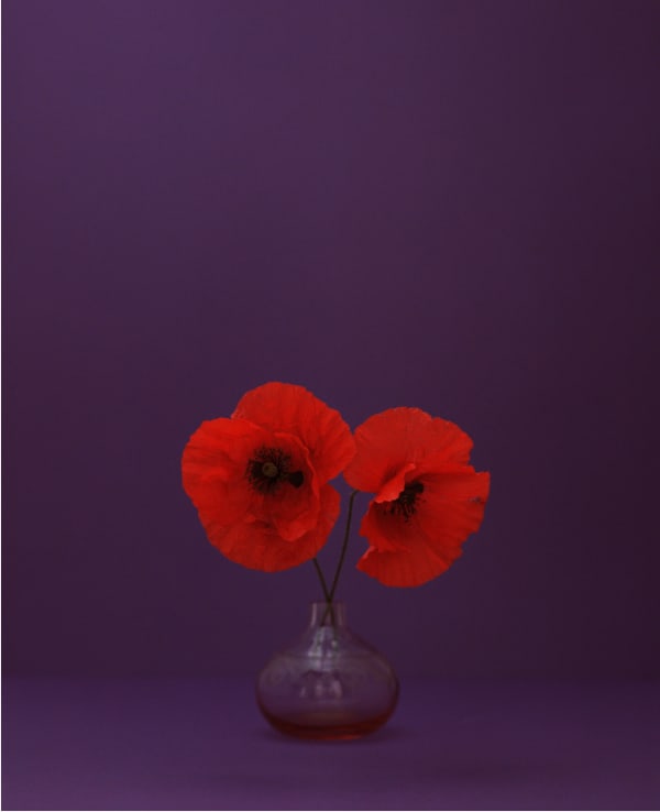 Kate Friend, Field poppy, Fátima, Portugal, May, 2024
