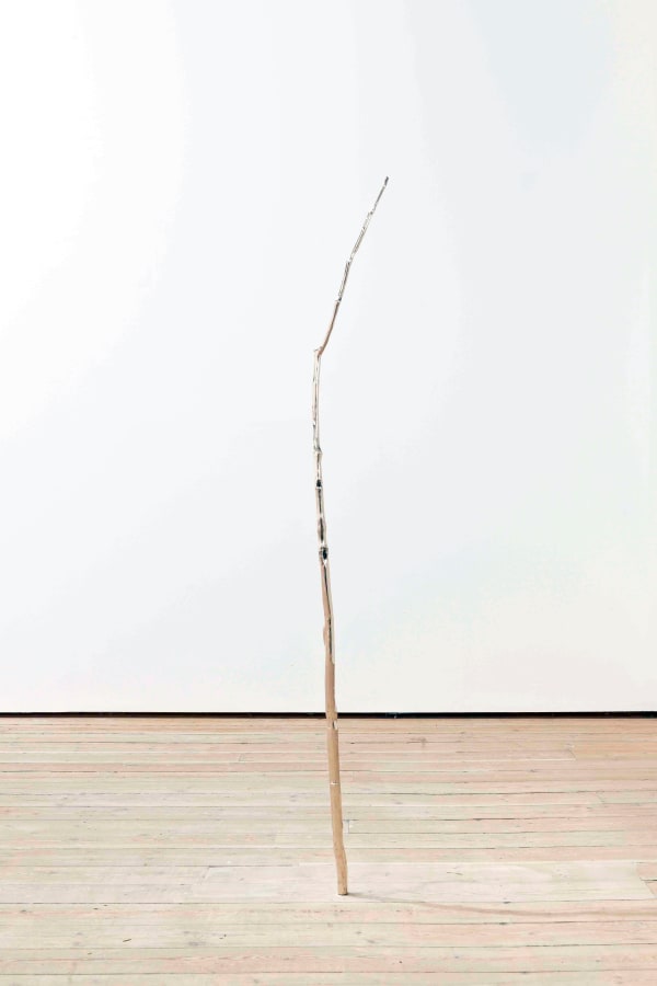 Amy Stephens, Birch in Space, 2010
