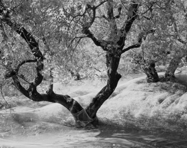 William Wylie and Viewfind