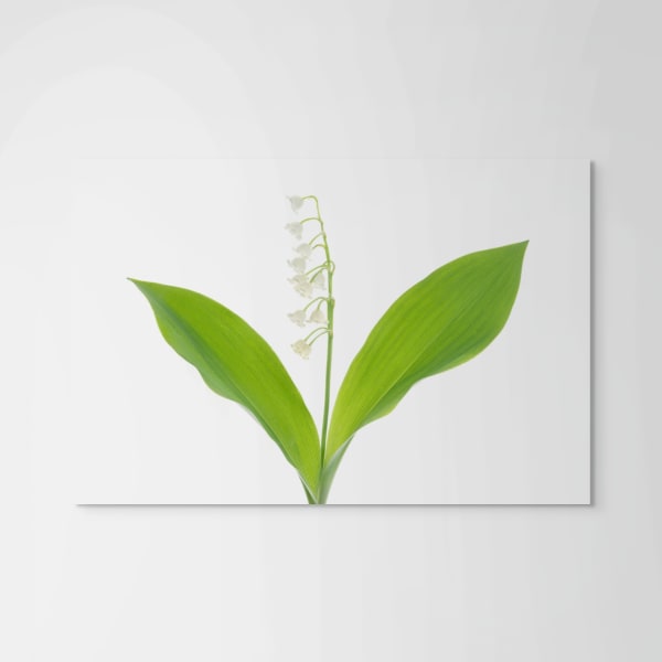 Robert Llewellyn Lily of the Valley (Convallaria majalis), 2011