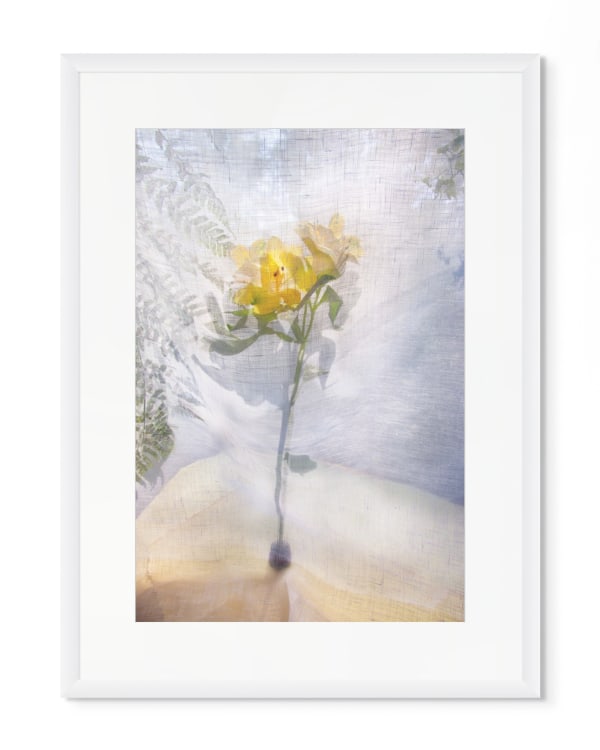 Pam Fox, Alstroemeria, 2026