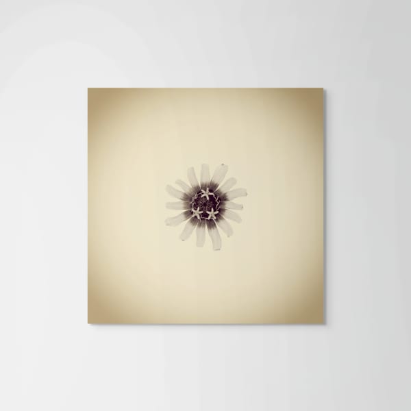 Joshua White Zinnia, Zinnia sp, 2018