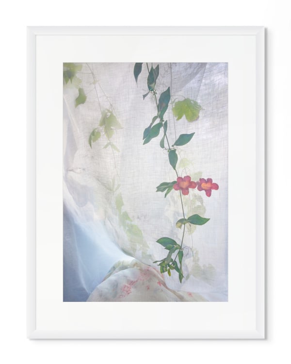 Pam Fox, Trumpet Vine, 2025