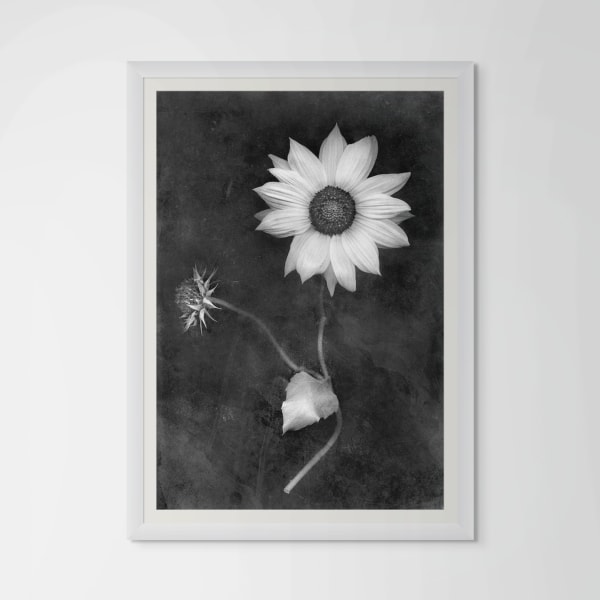 David Douglas, Study Portrait of a Double Daisy, 2025