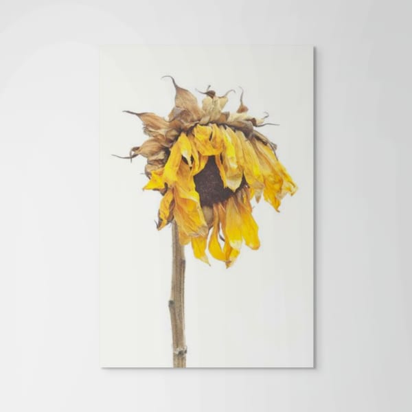 Robert Llewellyn, Sunflower, (Helianthus annuus), 2011