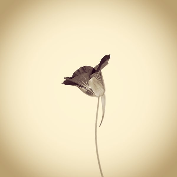 Joshua White Garden Nasturtium, Tropaeolum majus, 2017