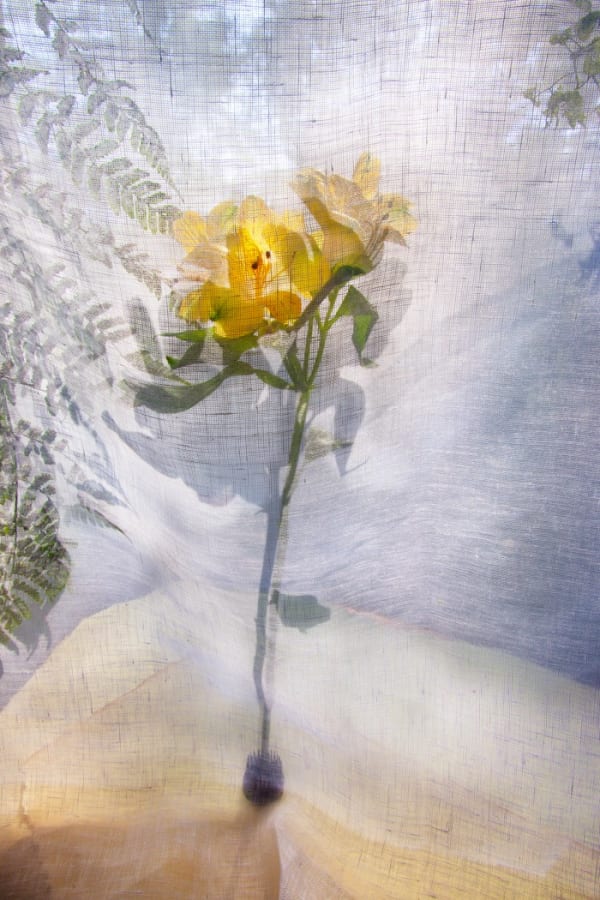 Pam Fox, Alstroemeria, 2025