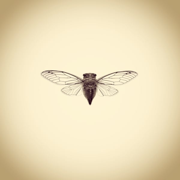 Joshua White Cicada, Neotibicen sp., 2017