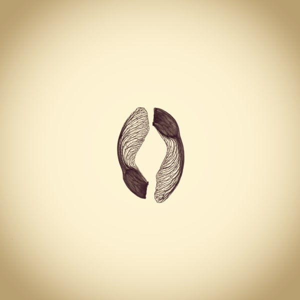 Joshua White Helicopter, Red Maple Samara, Acer Rubric, 2019