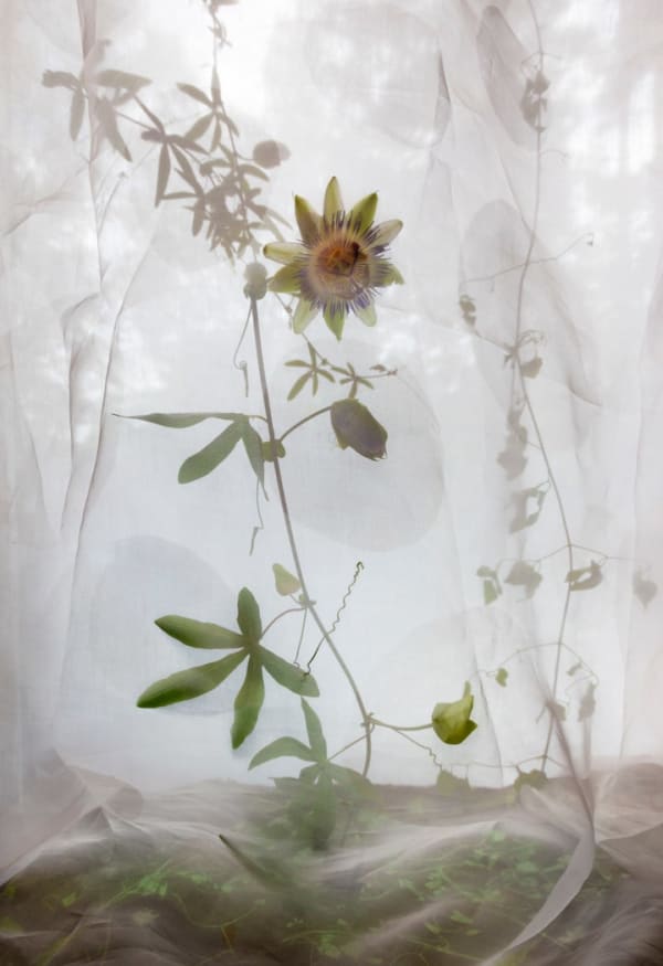 Pam Fox, Passionflower, 2025