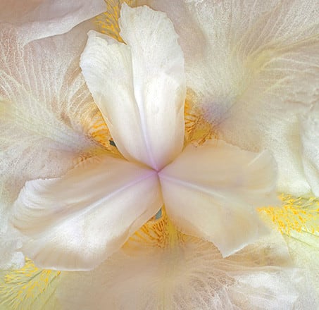 Hullihen Moore, White Iris Detail, 2014