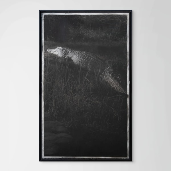 Caroline Minchew Obadiah's Okefenokee, 2024