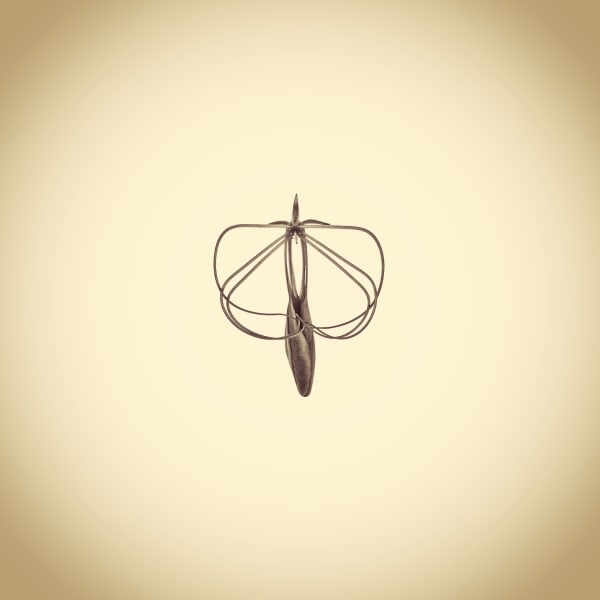 Joshua White Spider Flower, Cleome hassleriana, 2015