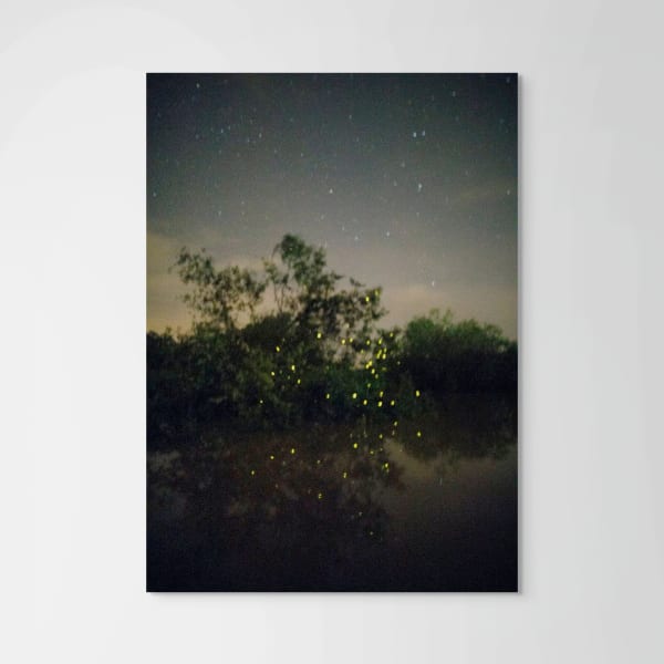 Elijah Gowin Fireflies in Tree, Selangor River, Malaysia, 2017