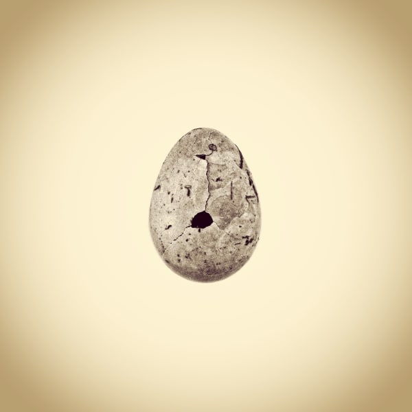 Joshua White Robin's Egg, Turdus migratorious, 2013