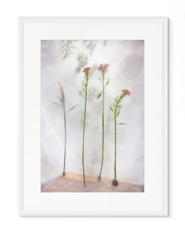 Pam Fox, Cockscomb, 2026