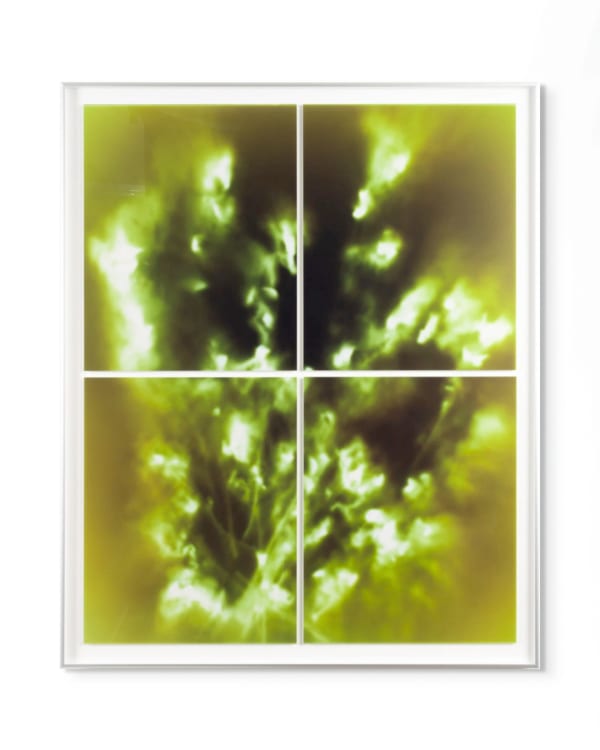 Peter Cochrane, Burned Rose - Four Panels (Green), 2024