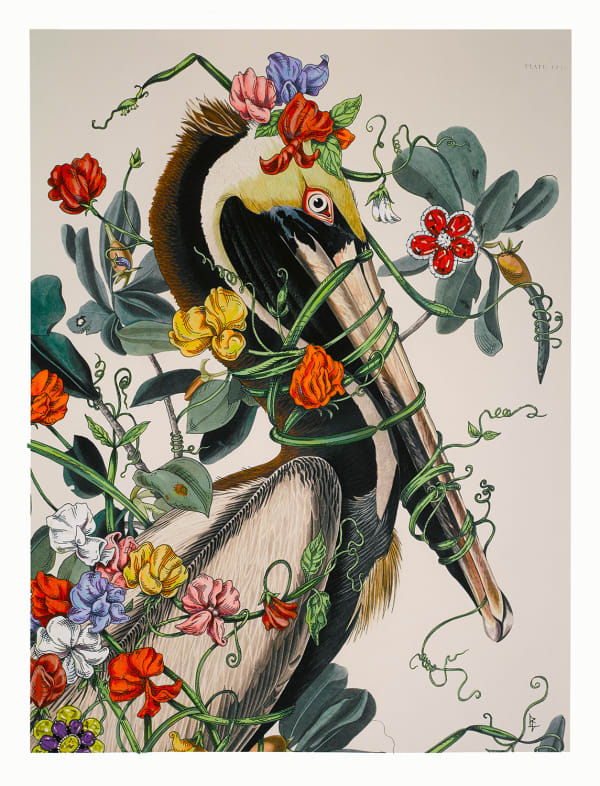 Penelope Gottlieb Lathyrus Latifolius, 2016