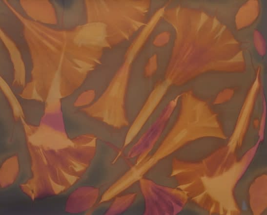 Willie Anne Wright Brugmansia Fantasy, 2011