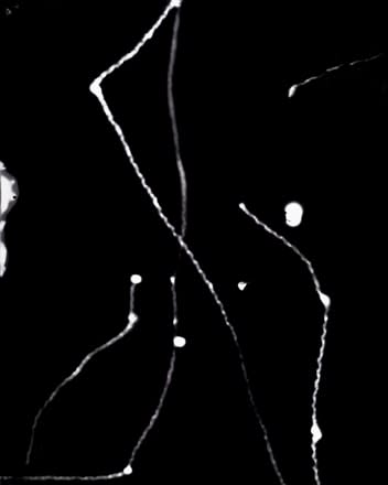 Elijah Gowin Fireflies 6, 2012