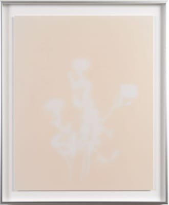 Peter Cochrane, The Magician Longs to See - Climbing Rose (White), 2024