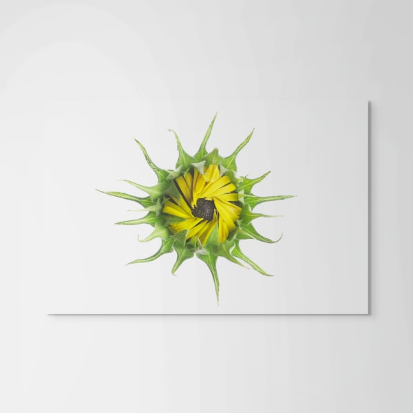 Robert Llewellyn, Sunflower (helianthus annus)