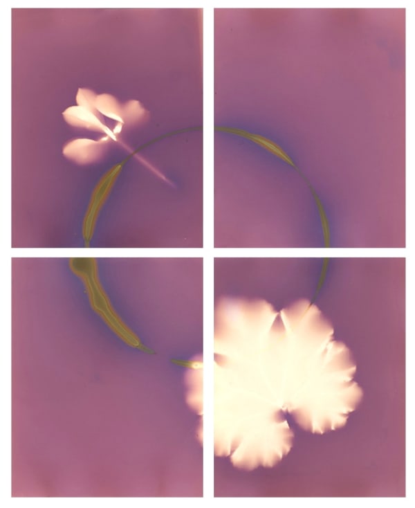 Maggie Flanigan A Mountain Laurel is a New Beginning, These Aren't Mountain Laurel, 2019