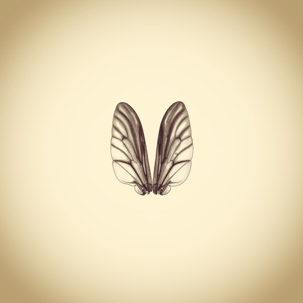 Joshua White Gold-backed Snipe Fly Wings, Chrysopilus thoracicus, 2015