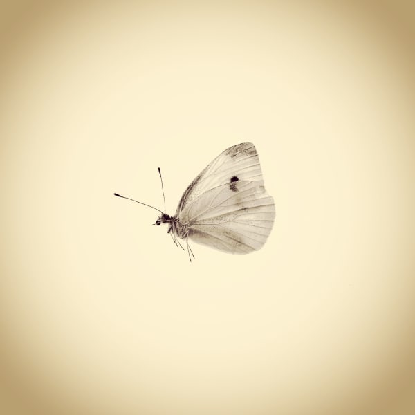 Joshua White Cabbage White Butterfly, Pieris rapae, 2016