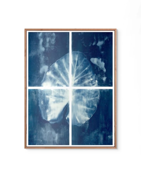 Peter Cochrane, Alocasia cyanotype, 2024