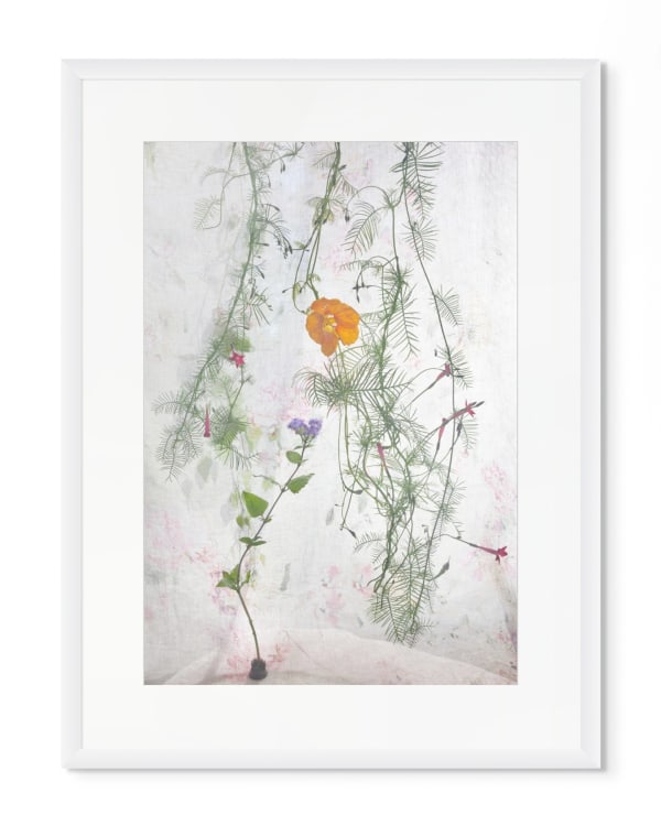 Pam Fox, Nasturtium, 2026