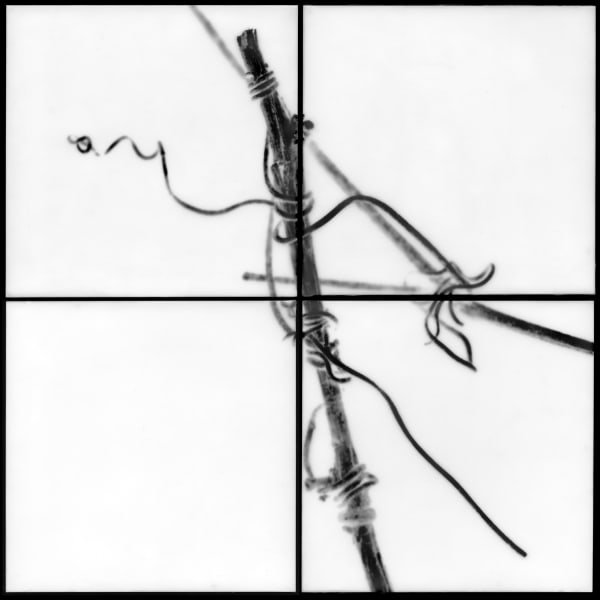 Christa Bowden Muscadine I, 2009