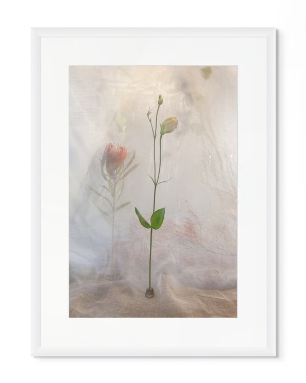 Pam Fox, White Flower, 2024