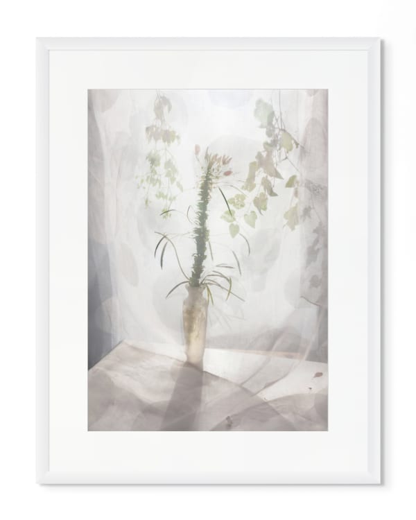 Pam Fox Spider Flower, 2025