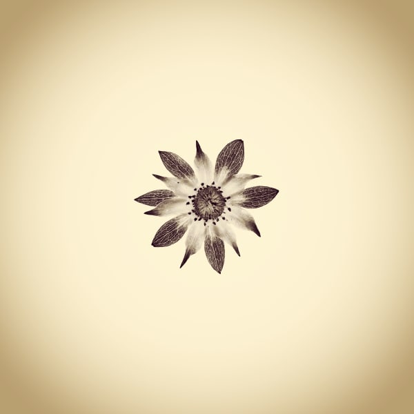 Joshua White Strawberry Flower Bud, Fragaria x ananassa, 2016