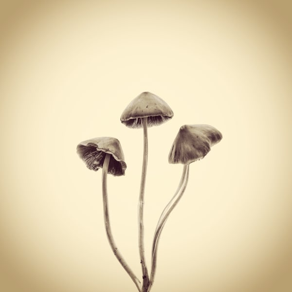 Joshua White Mushrooms, Conocybe albipes, 2015