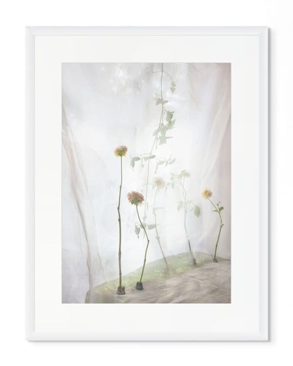 Pam Fox Dalias, 2025