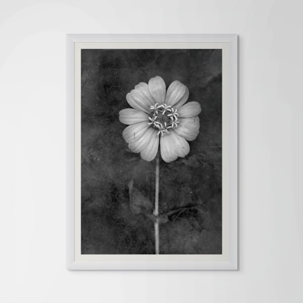 David Douglas, Study Portrait of a Zinnia, 2025